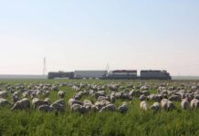 Buena Vista Water Storage District August 15, 2018