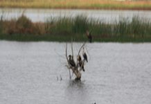 Kern Water Bank January 8, 2018