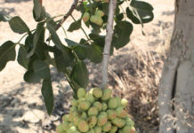 McMullin Area Groundwater Sustainability Agency March 7, 2018