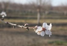 Westlands Water District Board January 16, 2018