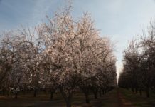 Tulare Irrigation District Apirl 11, 2017