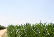 Tulare Irrigation District October 12, 2021