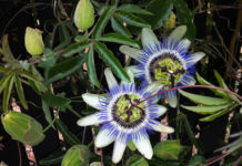 Tulare Irrigation District June 9, 2020