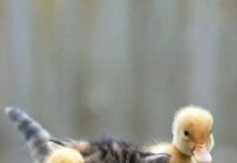 North Kings Groundwater Sustainability Agency March 22, 2018