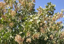 Westlands Water District September 20, 2022