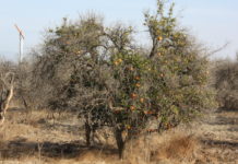 San Joaquin Valley Water Blueprint January 27, 2020