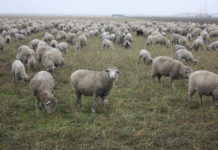 Semitropic Water Storage District January 12, 2022