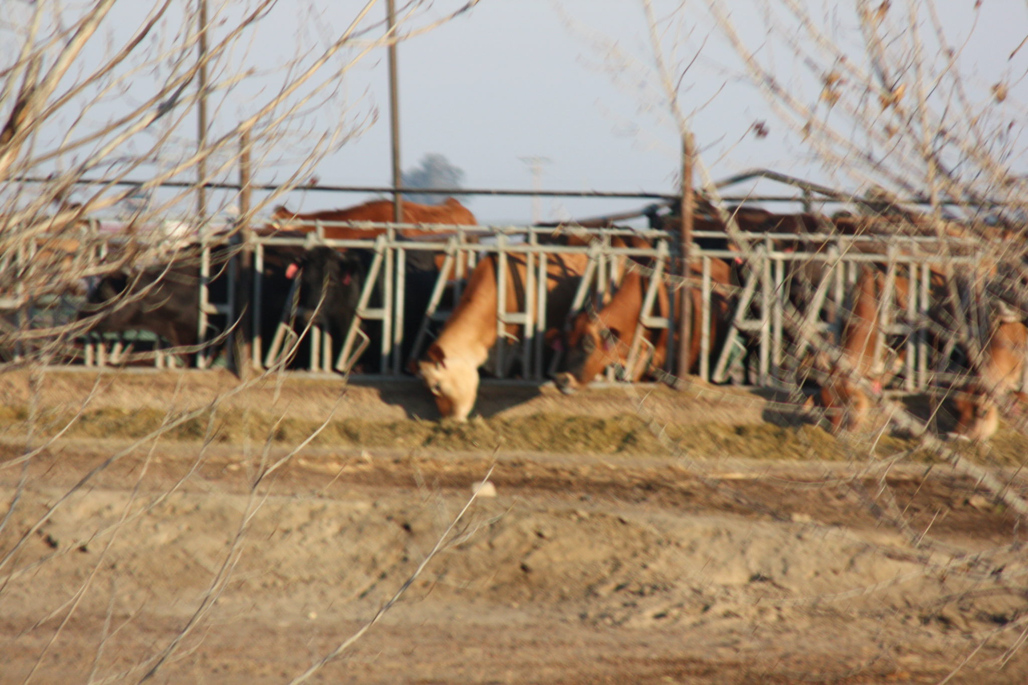 Tulare Irrigation District October 13, 2020 Water Wrights