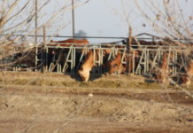 Tulare Irrigation District October 13, 2020