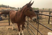 North Fork GSA Advisory Committee Livestock Rescue September 11, 2020