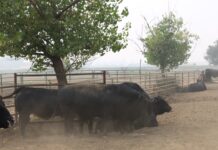 Fresno State & the Creek Fire September 25, 2020