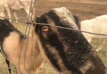 Friant Water Authority August 26, 2021