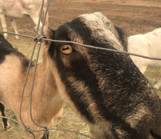 Friant Water Authority October 23, 2025