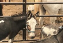 Kaweah Delta Water Conservation District December 1, 2020