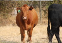 Tulare Irrigation District January 9, 2024
