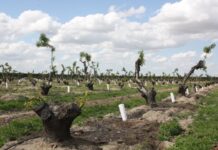 Tulare Irrigation District October 8, 2024