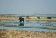 Madera County GSA Committee August 5, 2025