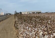 Westlands Water District November 19, 2024