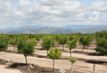 Madera County GSA March 11, 2025