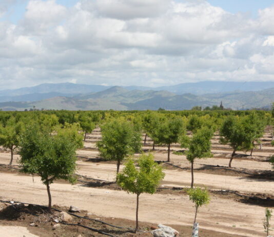 The WAVE Studies SGMA March 7, 2025