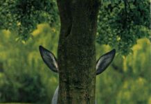 Water, Parks & Wildlife Committee April 29, 2025