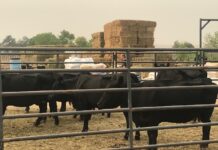 Madera Irrigation District Special Board Meeting – August 25, 2025