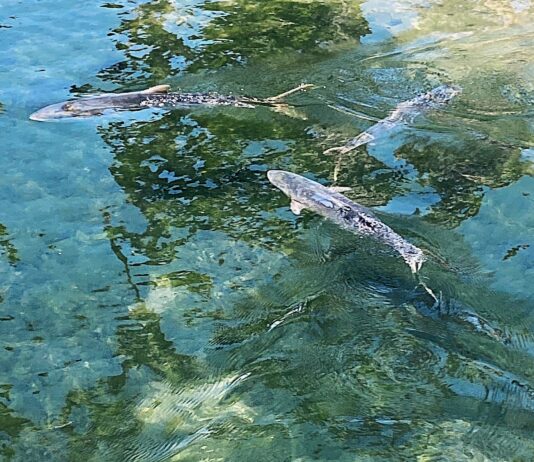 Urban Water Institute Conference Part Three