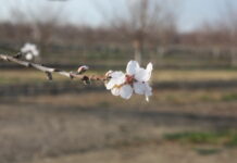 Madera Irrigation District Board December 16, 2025