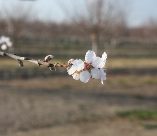 Madera Irrigation District Board December 16, 2025