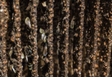 California State Board of Food Agriculture March 3, 2026