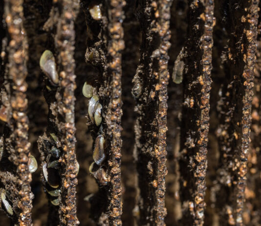 California State Board of Food Agriculture March 3, 2026